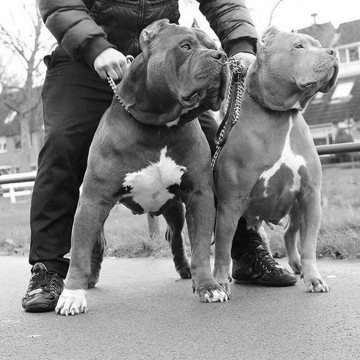 American Pit Bulls = Guard Dogs? image 0