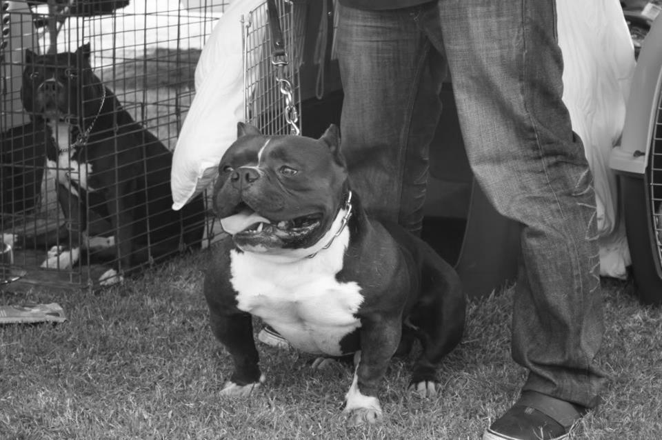 Pitbull Kennels, how to choose the right one!! photo 3
