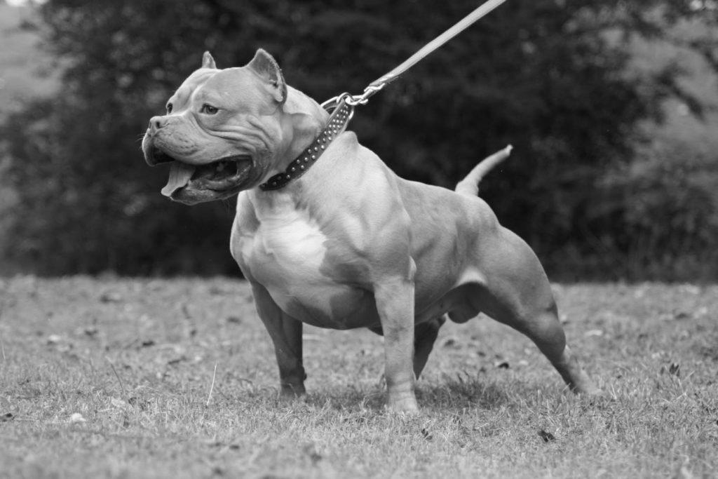 Pitbull Dog Trainer image 1