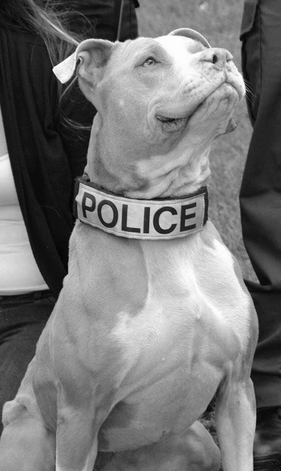 Pitbull Dog Trainer image 2