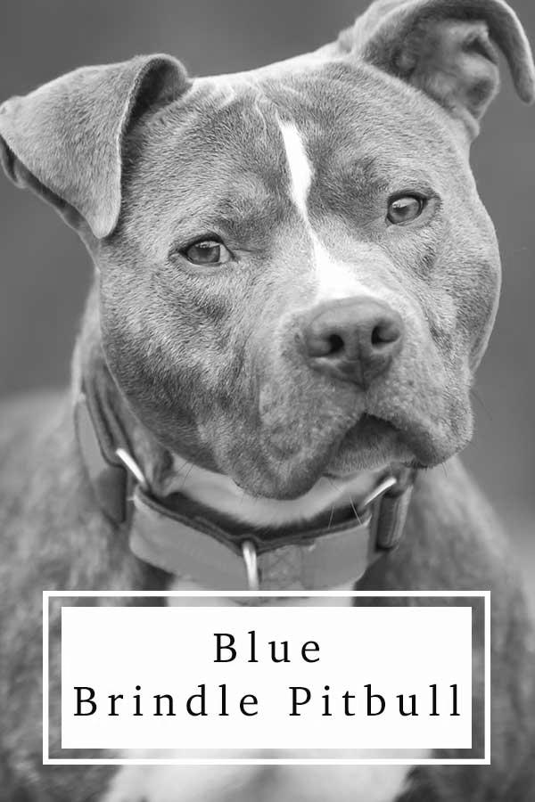 Blue Brindle Pitbull image 2