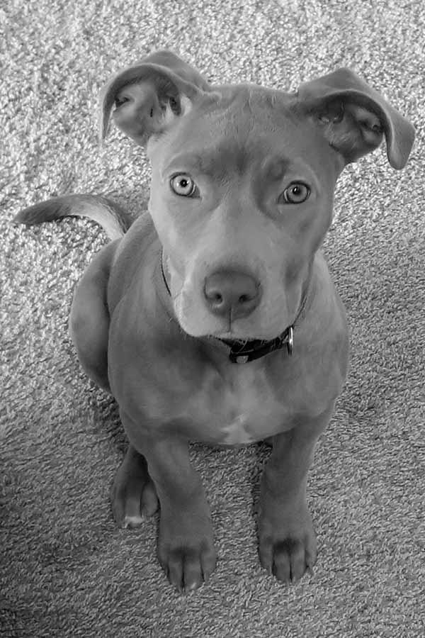Red Nose Pit Bulls photo 3