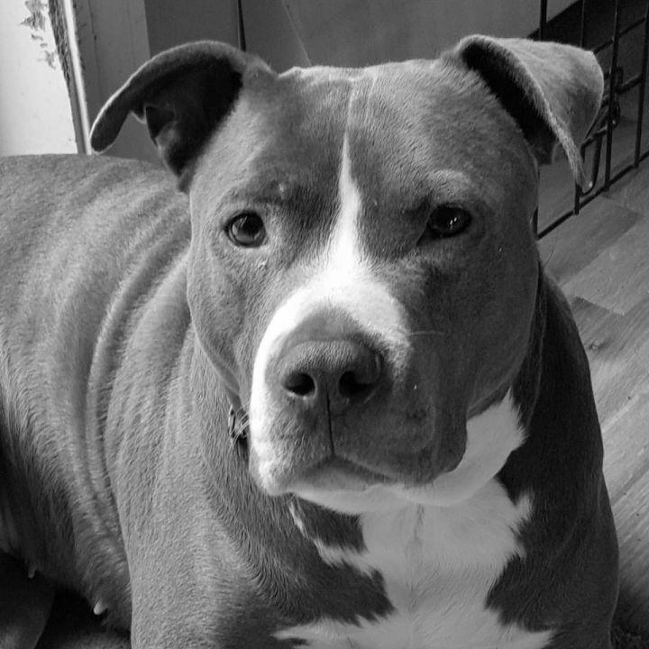 Pit Bull Terrier Mix photo 3