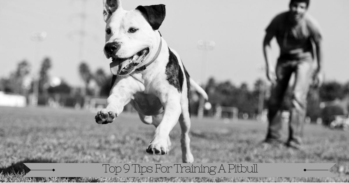 Pit Bull Puppy Training photo 3