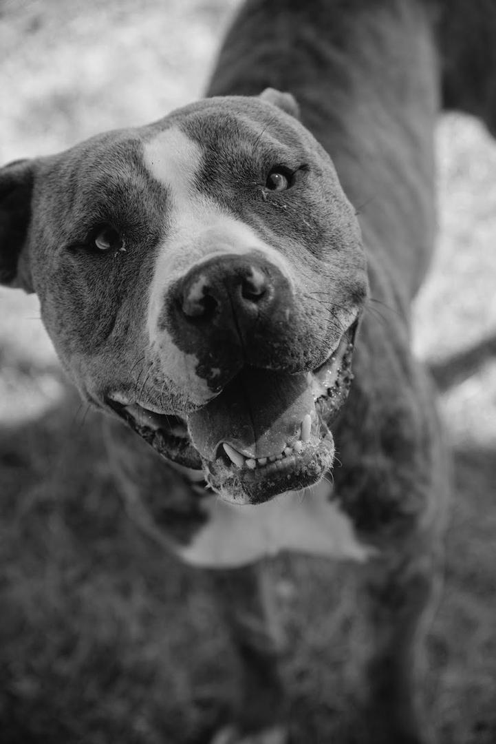 Pit Bull Rescue Groups photo 3